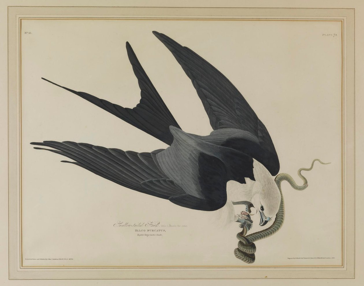 Milhafre-de-cauda-fendida de John James Audubon