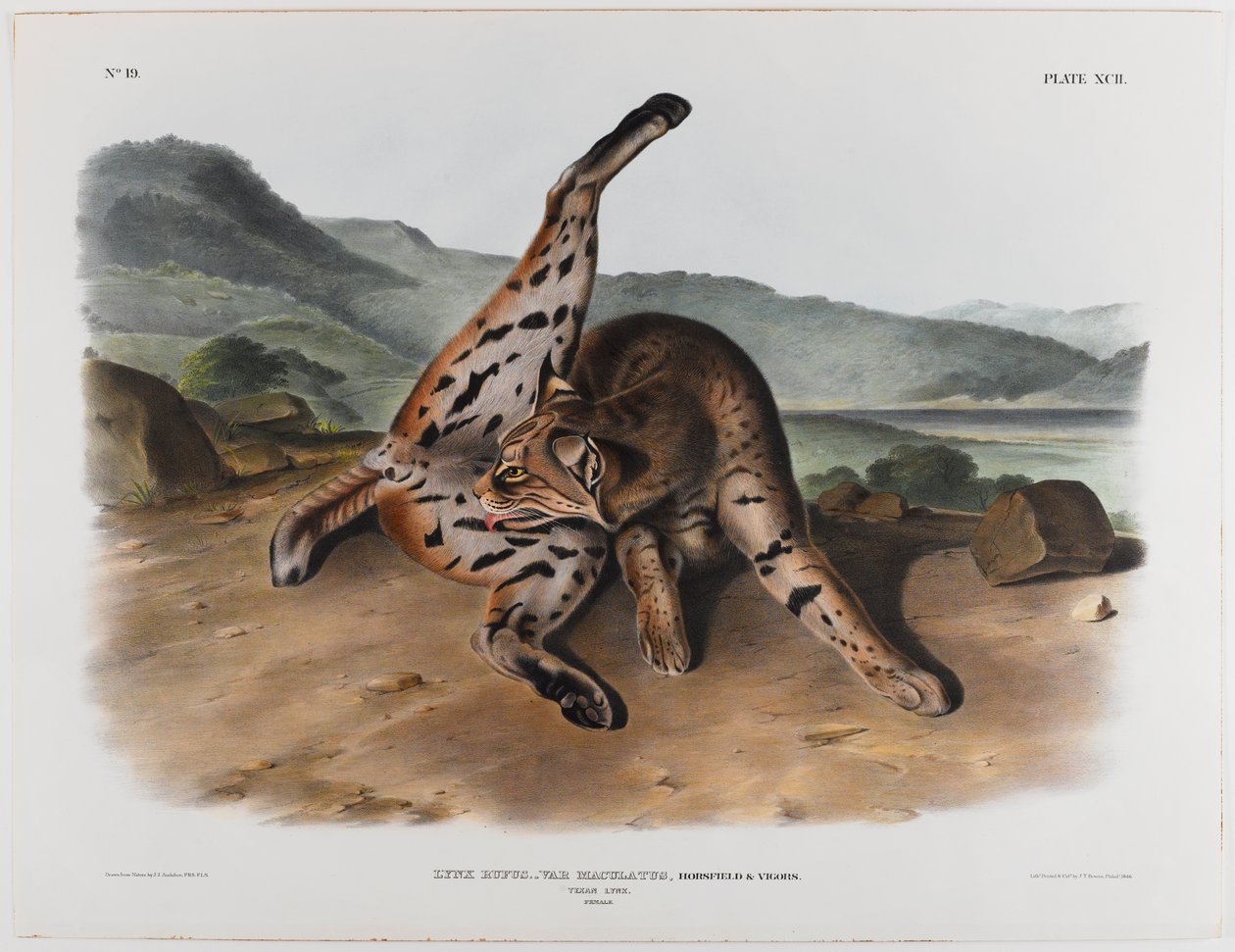 Lince texano de John James Audubon