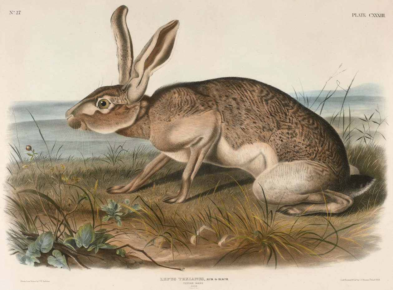 Lebre Texiana (Lepus Texianus), 1848 (litografia colorida à mão) de John James Audubon
