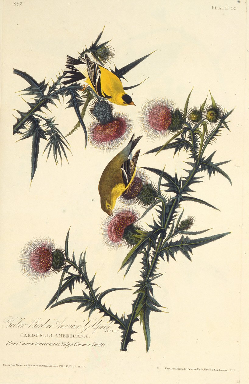 O pintassilgo americano. Dos pássaros da América, 1827-1838. de John James Audubon