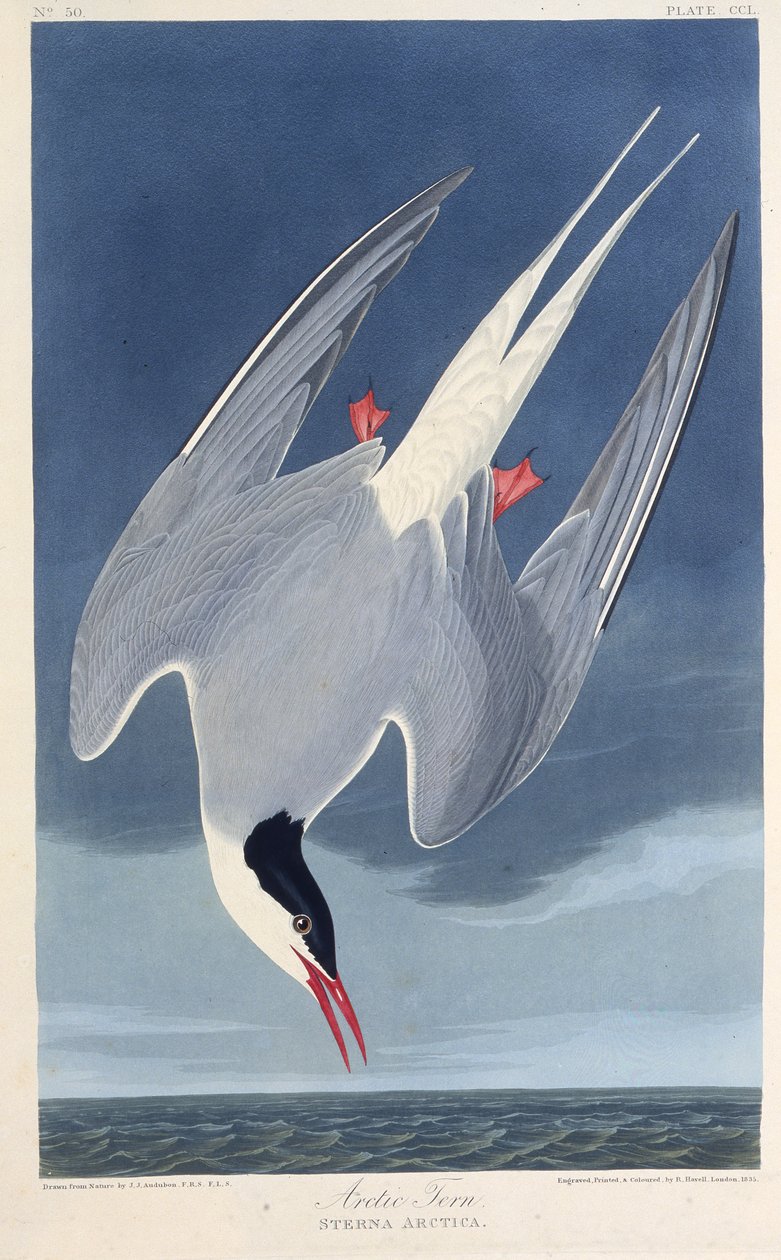 A andorinha-do-mar ártica. Dos pássaros da América, 1827-1838. de John James Audubon