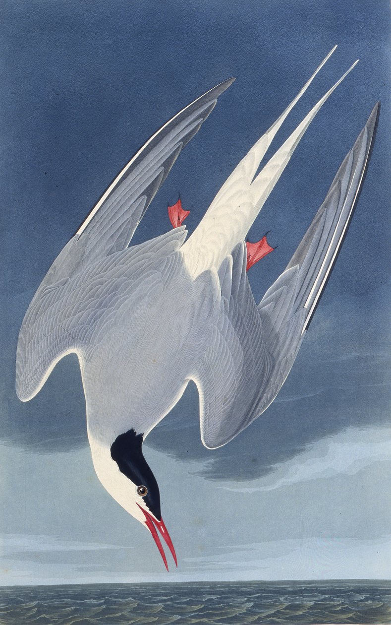 A andorinha-do-mar ártica. Dos pássaros da América, 1827-1838. de John James Audubon