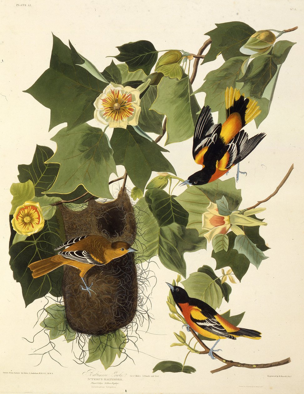 O oriole de Baltimore. Dos pássaros da América, 1827-1838. de John James Audubon