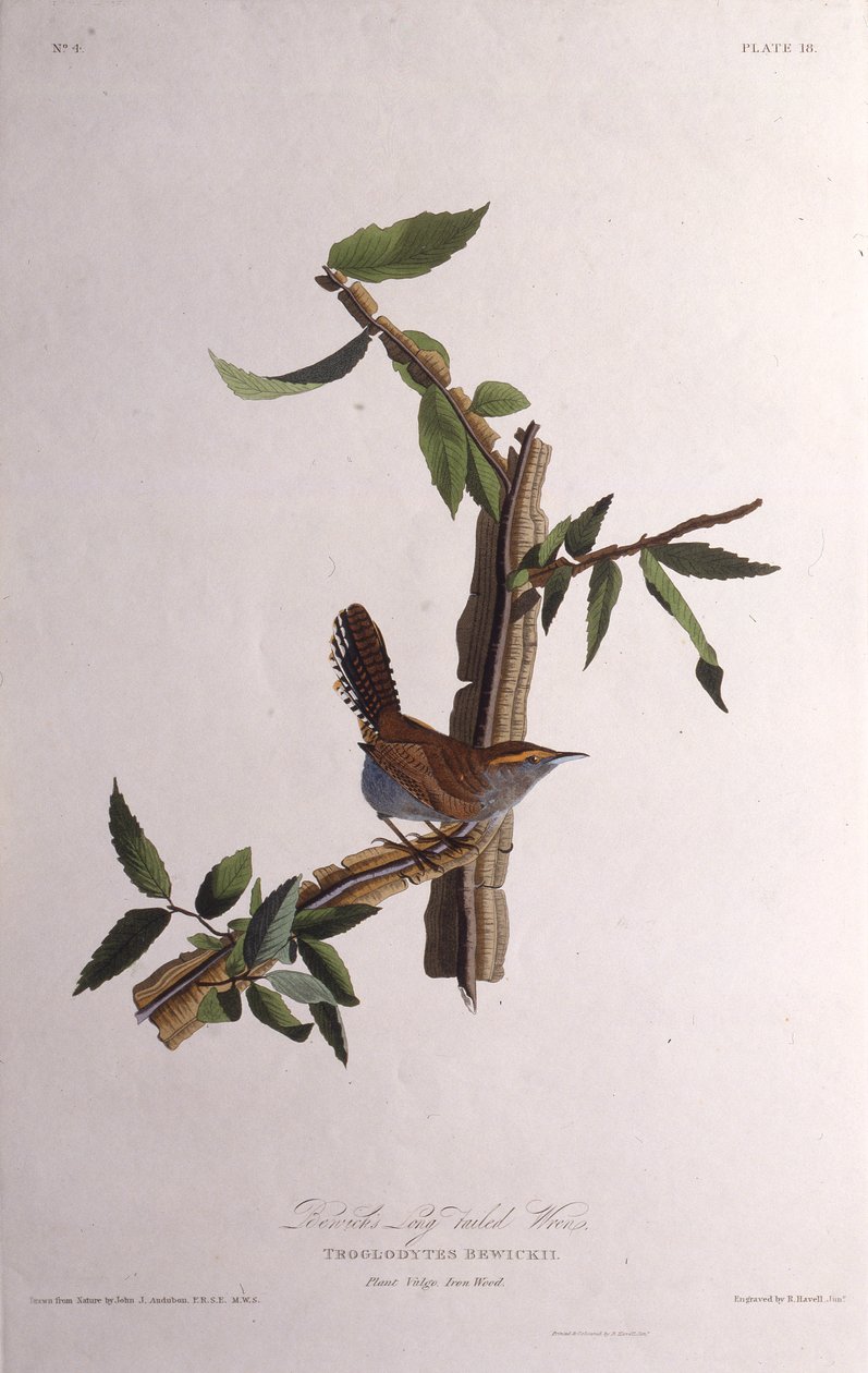 A carriça dos Bewicks. Dos pássaros da América, 1827-1838. de John James Audubon