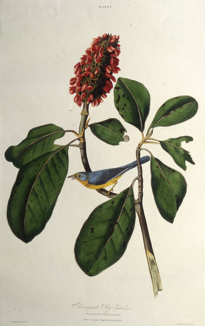A toutinegra do Canadá. Dos pássaros da América, 1827-1838. de John James Audubon