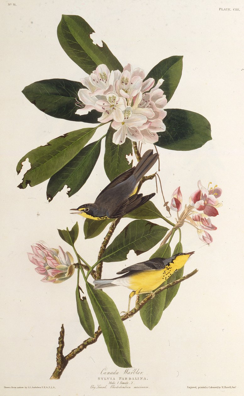 A toutinegra do Canadá. Dos pássaros da América, 1827-1838. de John James Audubon