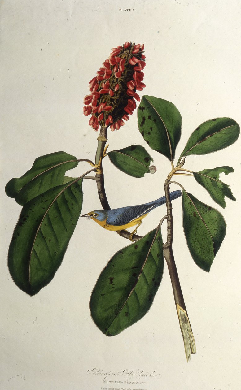 A toutinegra do Canadá. Dos pássaros da América, 1827-1838. de John James Audubon