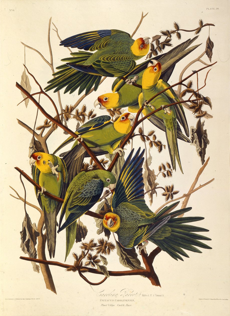 O periquito da Carolina, From The Birds of America, 1827-1838. de John James Audubon