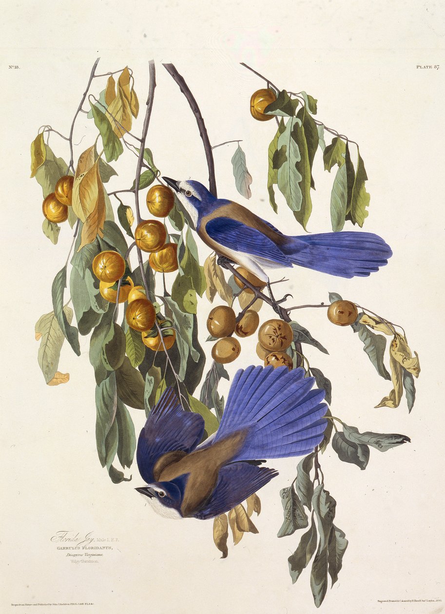 O matagal da Flórida. Dos pássaros da América, 1827-1838. de John James Audubon