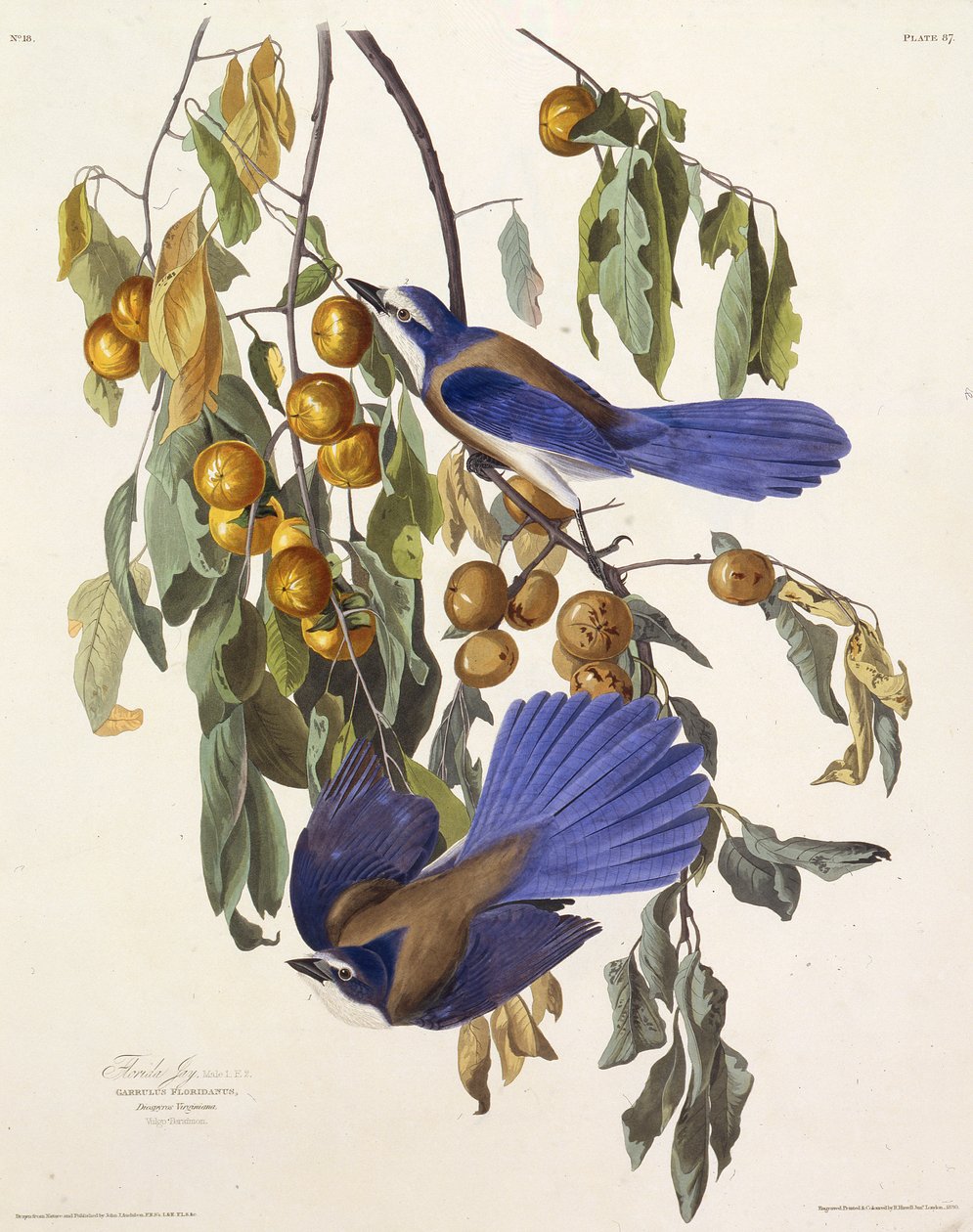 O matagal da Flórida. Dos pássaros da América, 1827-1838. de John James Audubon
