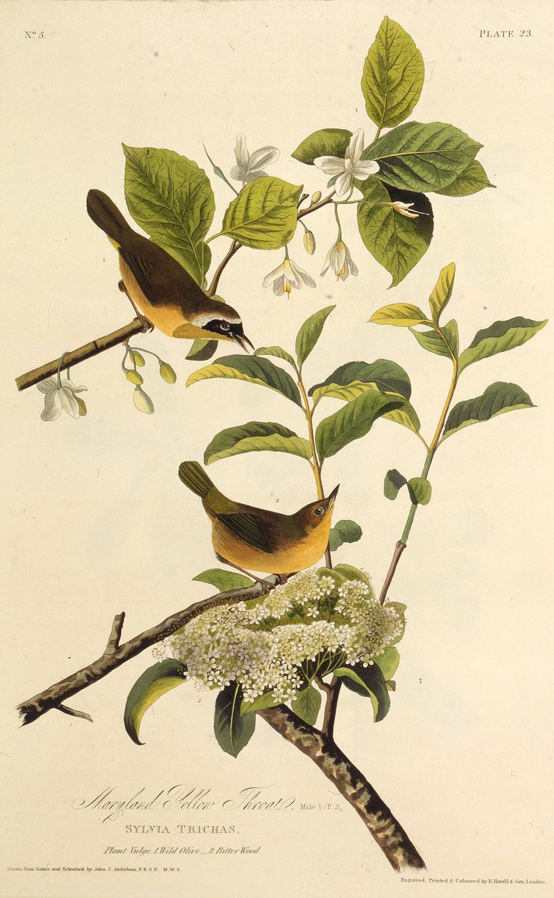 A garganta amarela de Maryland. Dos pássaros da América, 1827-1838. de John James Audubon