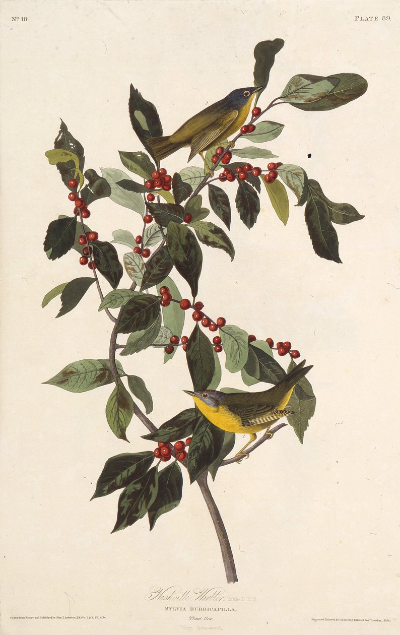 A toutinegra de Nashville. Dos pássaros da América, 1827-1838. de John James Audubon