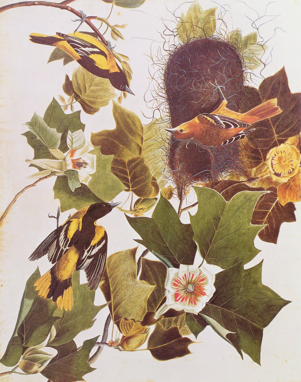 O Oriole, da Birds of America de John James Audubon