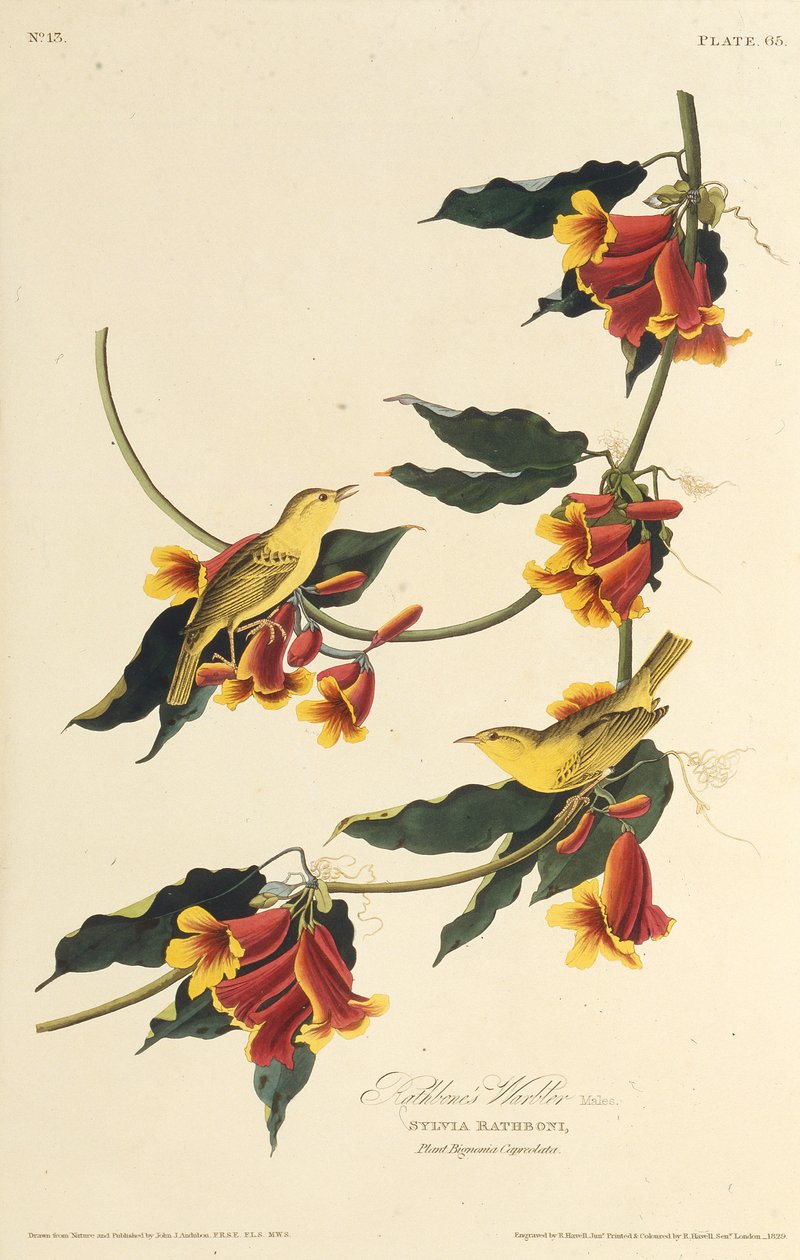 A toutinegra de Rathbone. Dos pássaros da América, 1827-1838. de John James Audubon