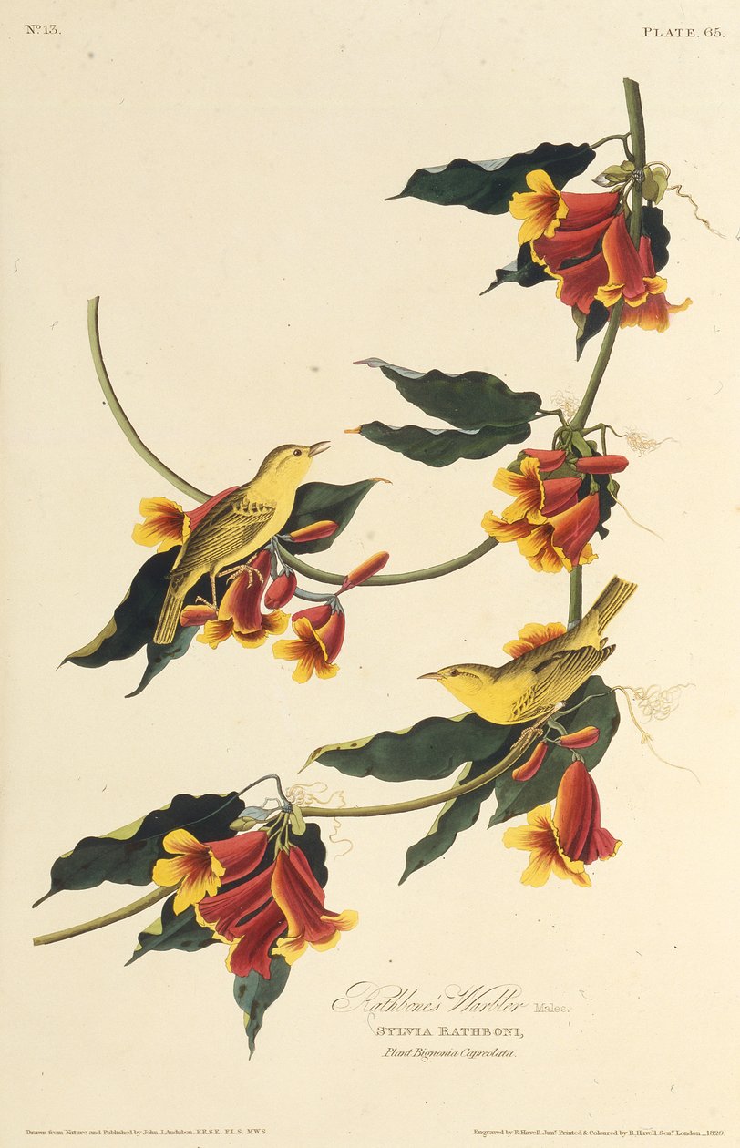 A toutinegra de Rathbone. Dos pássaros da América, 1827-1838. de John James Audubon