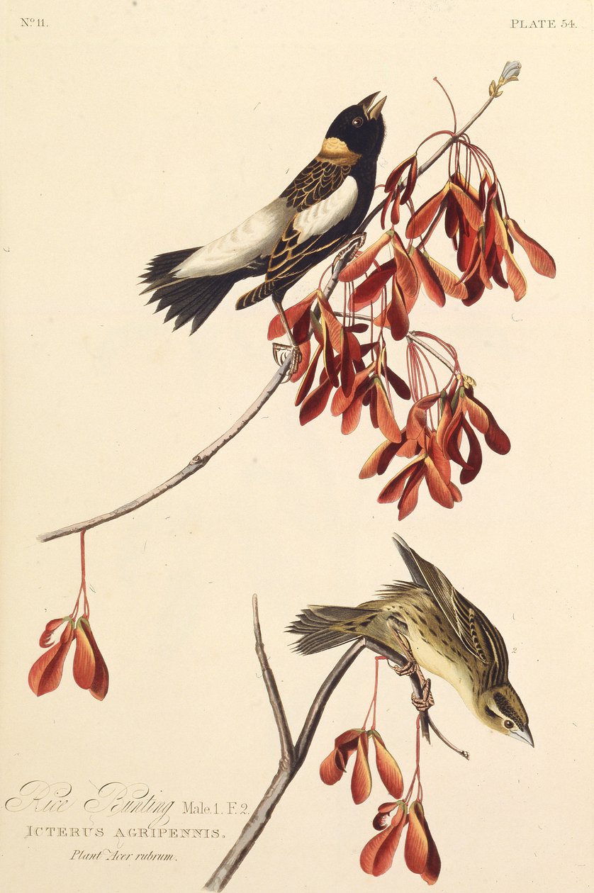 O Ricebird. Dos pássaros da América, 1827-1838. de John James Audubon