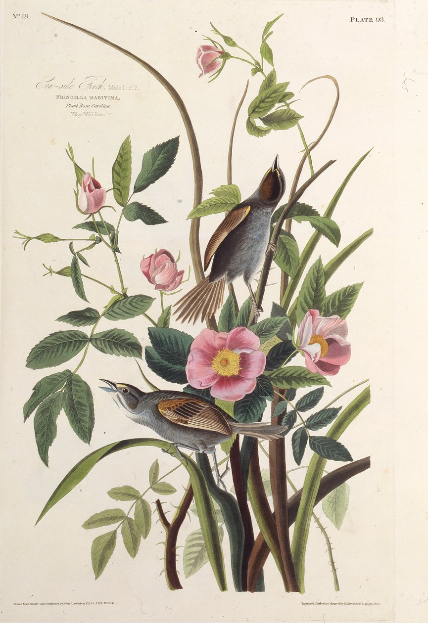 O passarinho do lado do mar. Dos pássaros da América, 1827-1838. de John James Audubon