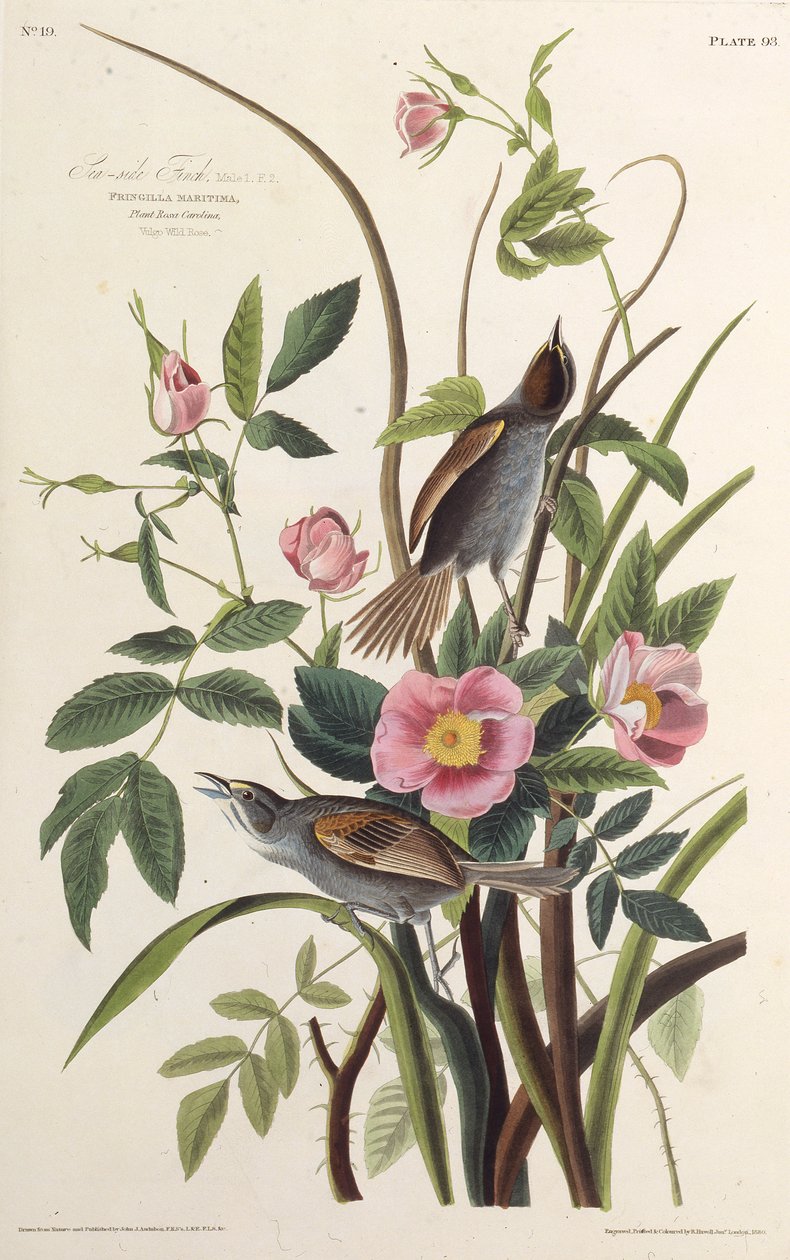 O passarinho do lado do mar. Dos pássaros da América, 1827-1838. de John James Audubon