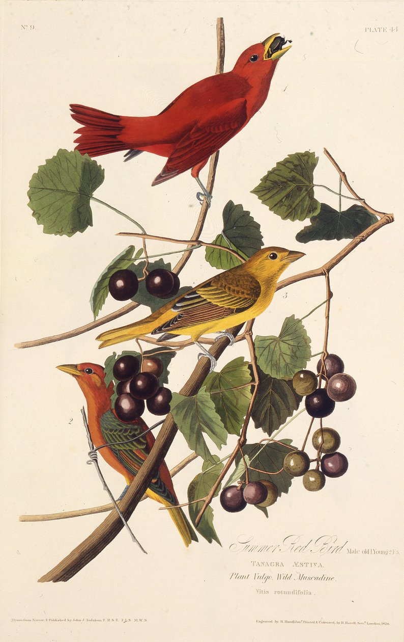 O pássaro vermelho de verão. Dos pássaros da América, 1827-1838. de John James Audubon
