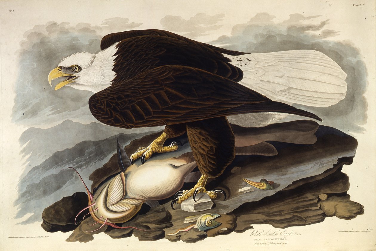 A águia calva. Dos pássaros da América, 1827-1838. de John James Audubon