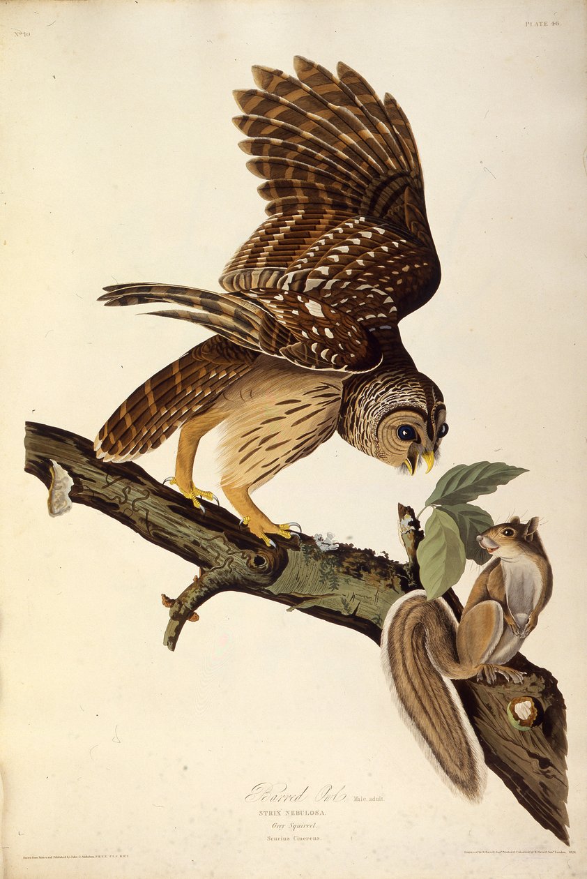 A coruja barrada. Dos pássaros da América, 1827-1838. de John James Audubon