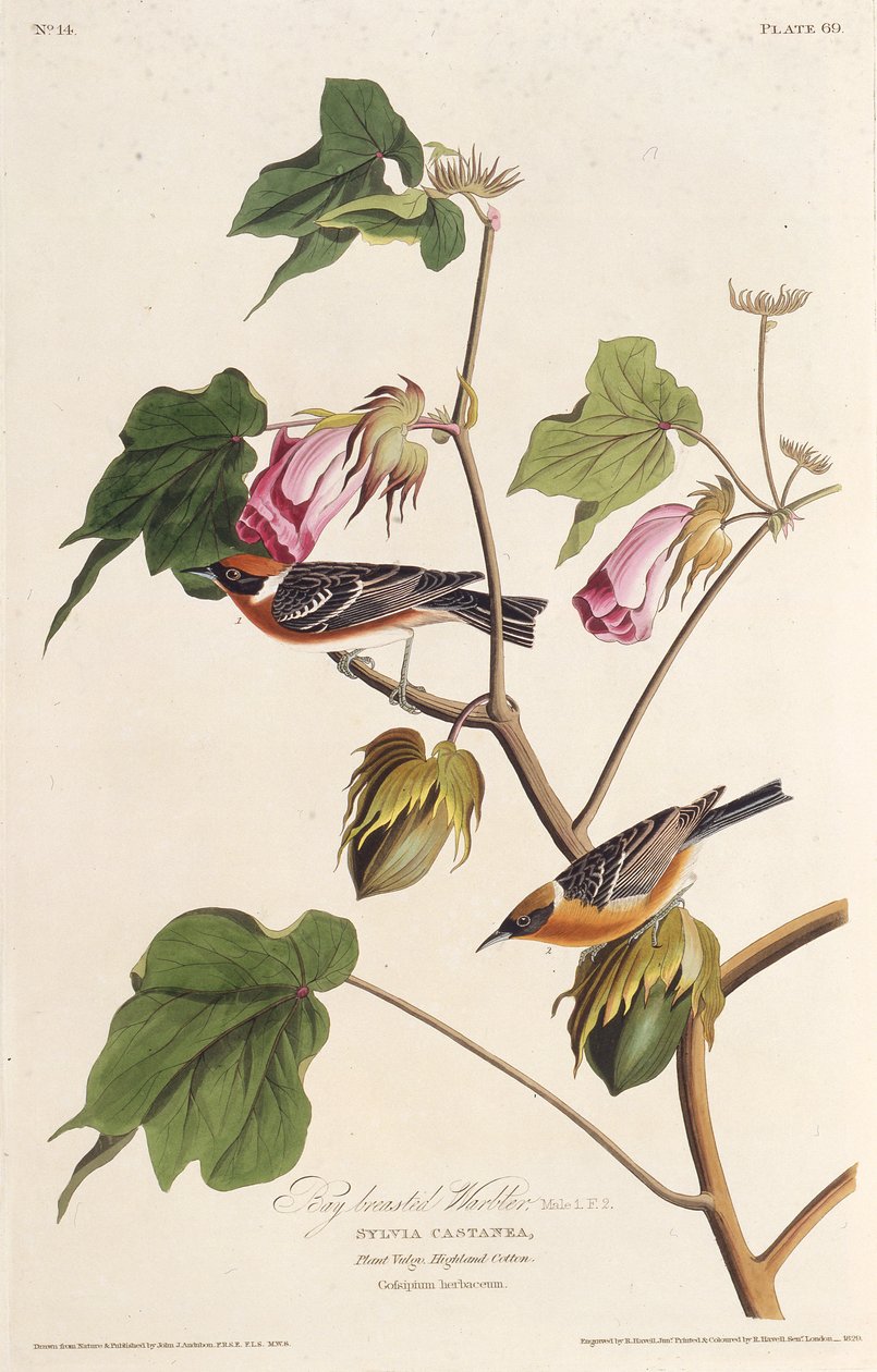 A toutinegra de peito. Dos pássaros da América, 1827-1838. de John James Audubon