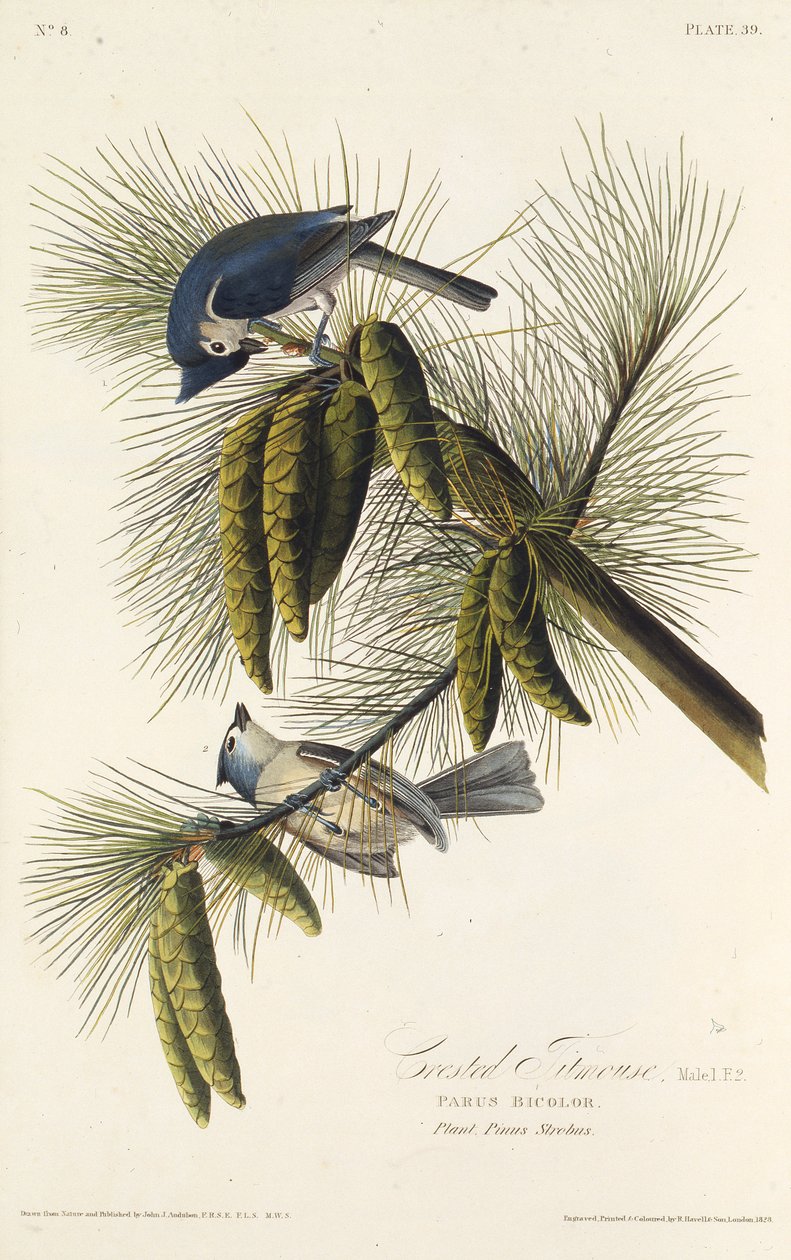 O chapim-de-crista-preta. Dos pássaros da América, 1827-1838. de John James Audubon