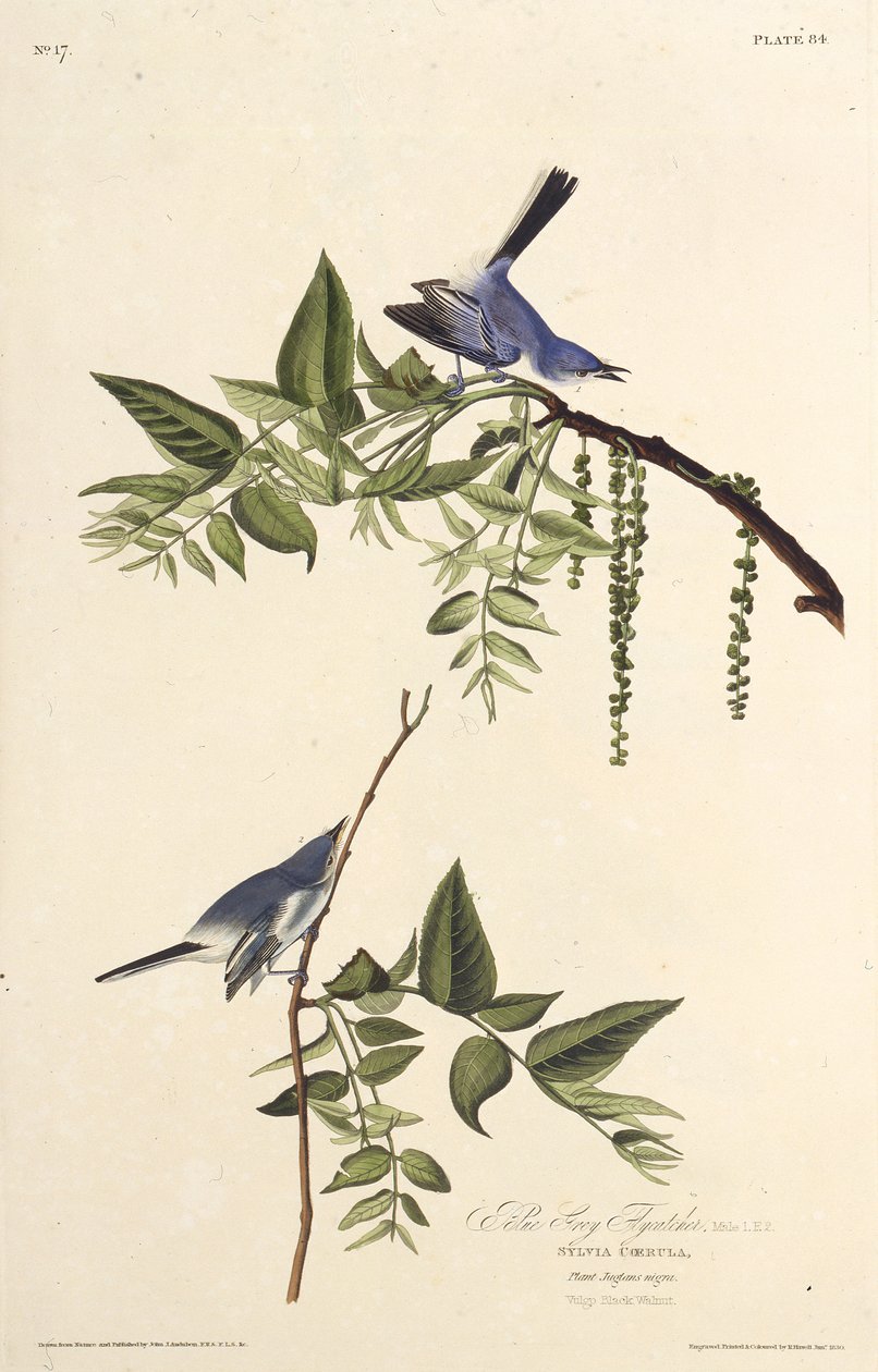 O apanhador de moscas cinza-azulado. Dos pássaros da América, 1827-1838. de John James Audubon
