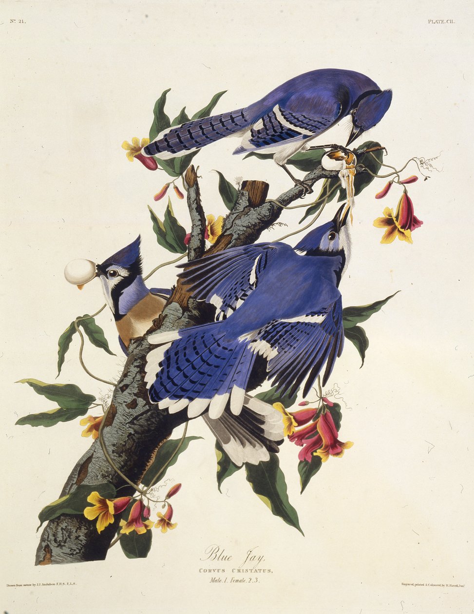 O gaio azul. Dos pássaros da América, 1827-1838. de John James Audubon