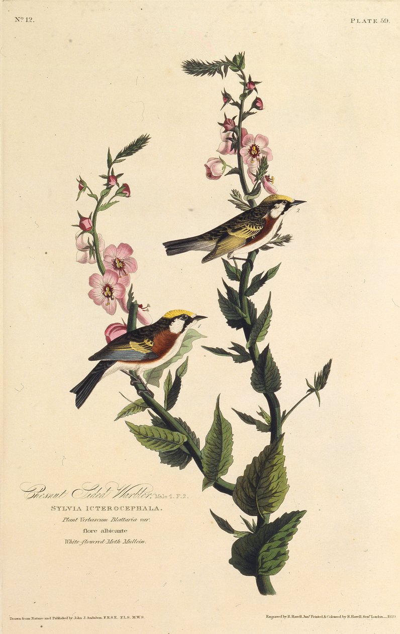 A toutinegra do lado castanho. Dos pássaros da América, 1827-1838. de John James Audubon