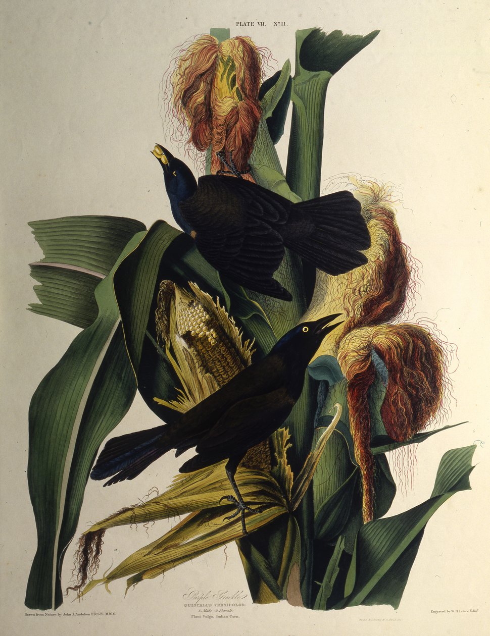 O grackle comum. Dos pássaros da América, 1827-1838. de John James Audubon