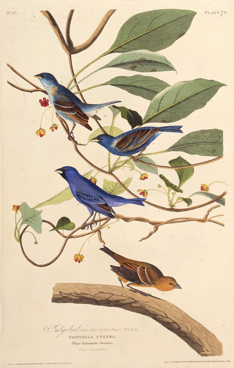 Os indigobirds. Dos pássaros da América, 1827-1838. de John James Audubon