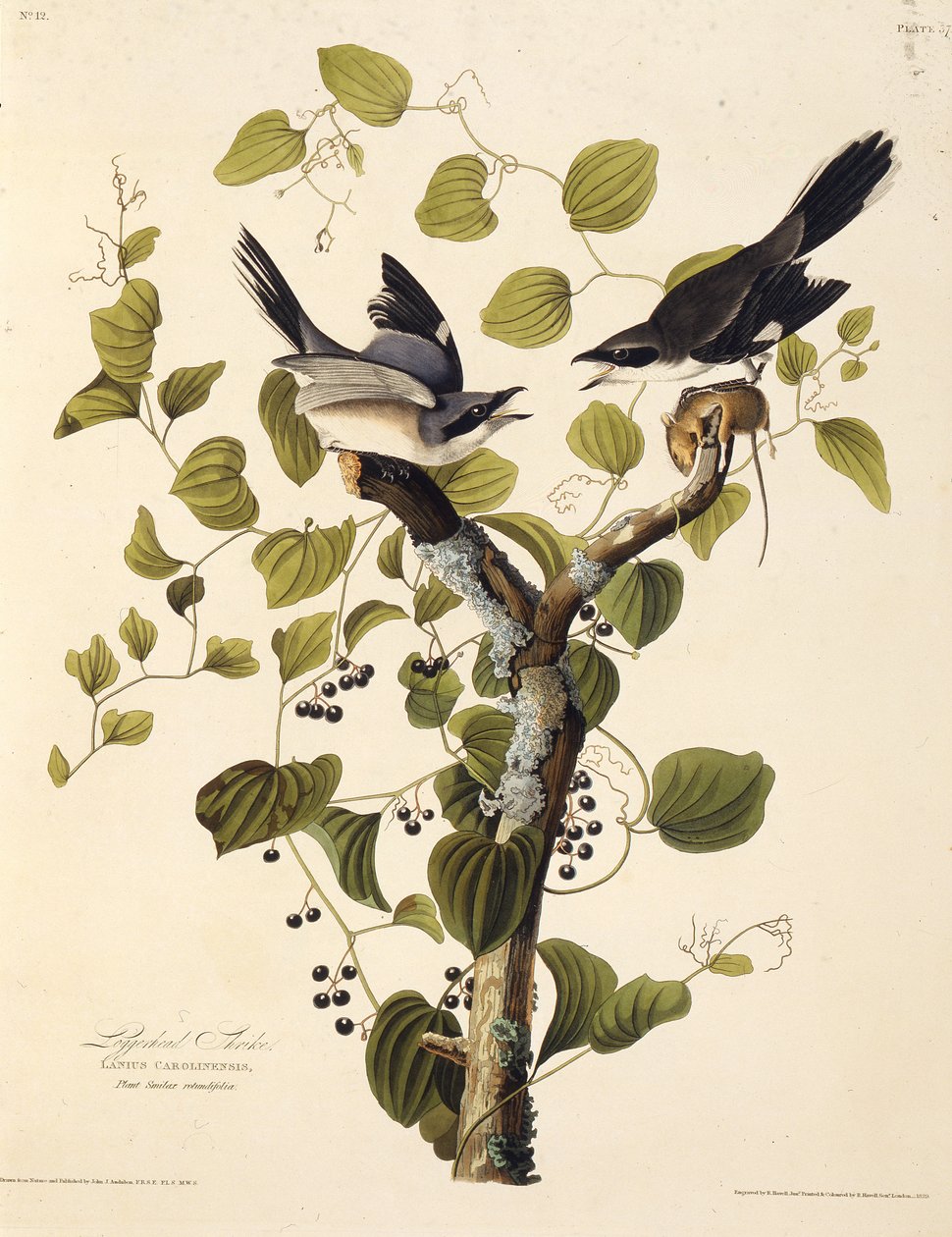 O picanço da boba. Dos pássaros da América, 1827-1838. de John James Audubon