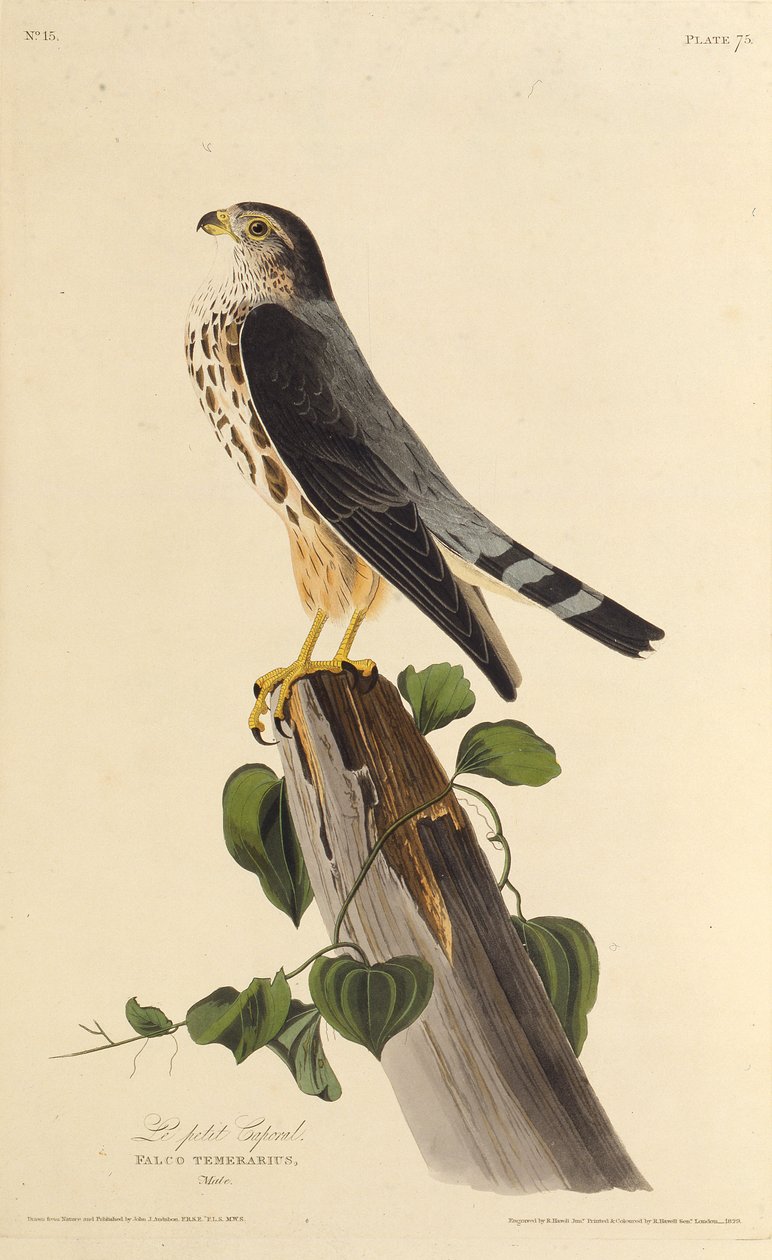O Merlin. Dos pássaros da América, 1827-1838. de John James Audubon