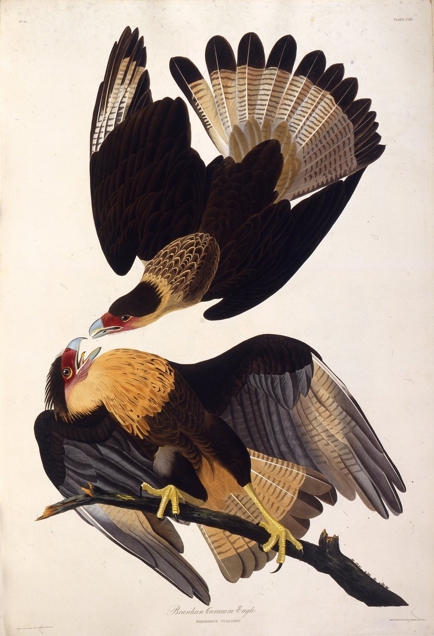 O caracara com crista do norte. Dos pássaros da América, 1827-1838. de John James Audubon