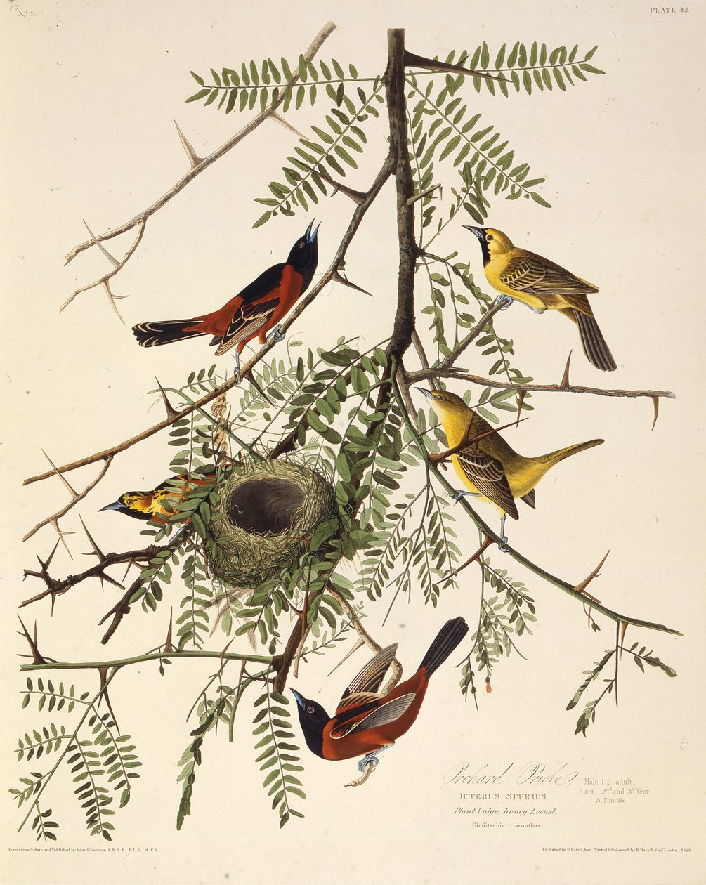 O pomar de oriole. Dos pássaros da América, 1827-1838. de John James Audubon