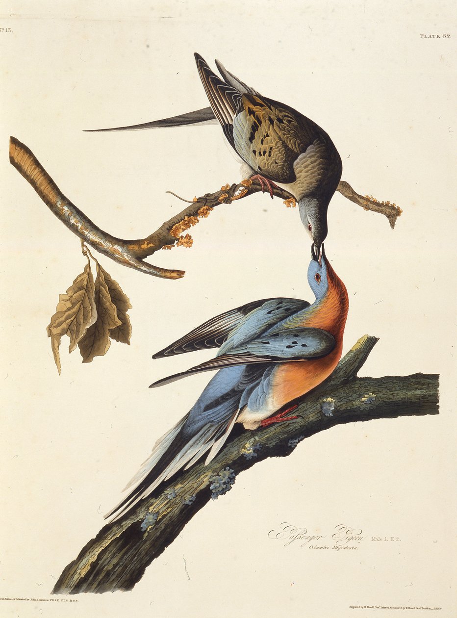 O pombo passageiro. Dos pássaros da América, 1827-1838. de John James Audubon