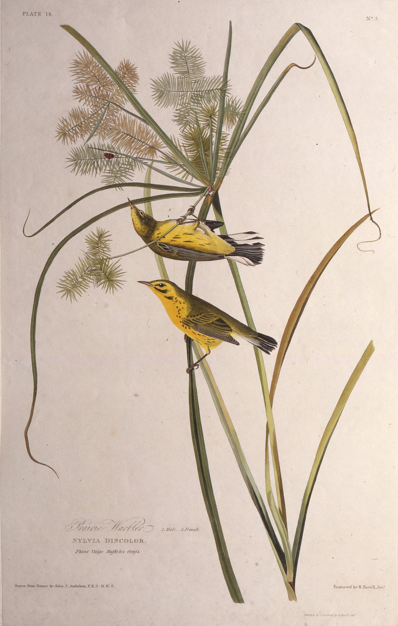 A toutinegra da pradaria. Dos pássaros da América, 1827-1838. de John James Audubon