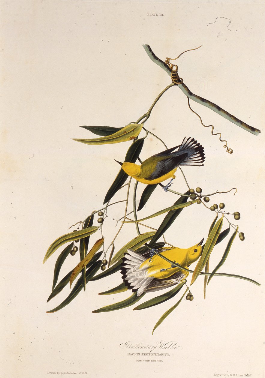 A toutinegra protonotária. Dos pássaros da América, 1827-1838. de John James Audubon