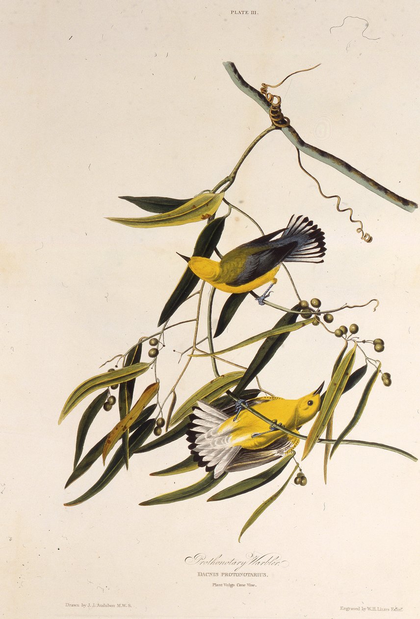 A toutinegra protonotária. Dos pássaros da América, 1827-1838. de John James Audubon