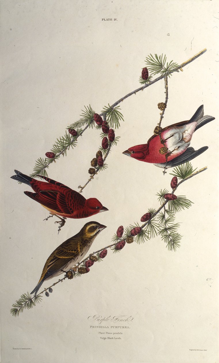 O passarinho roxo. Dos pássaros da América, 1827-1838. de John James Audubon