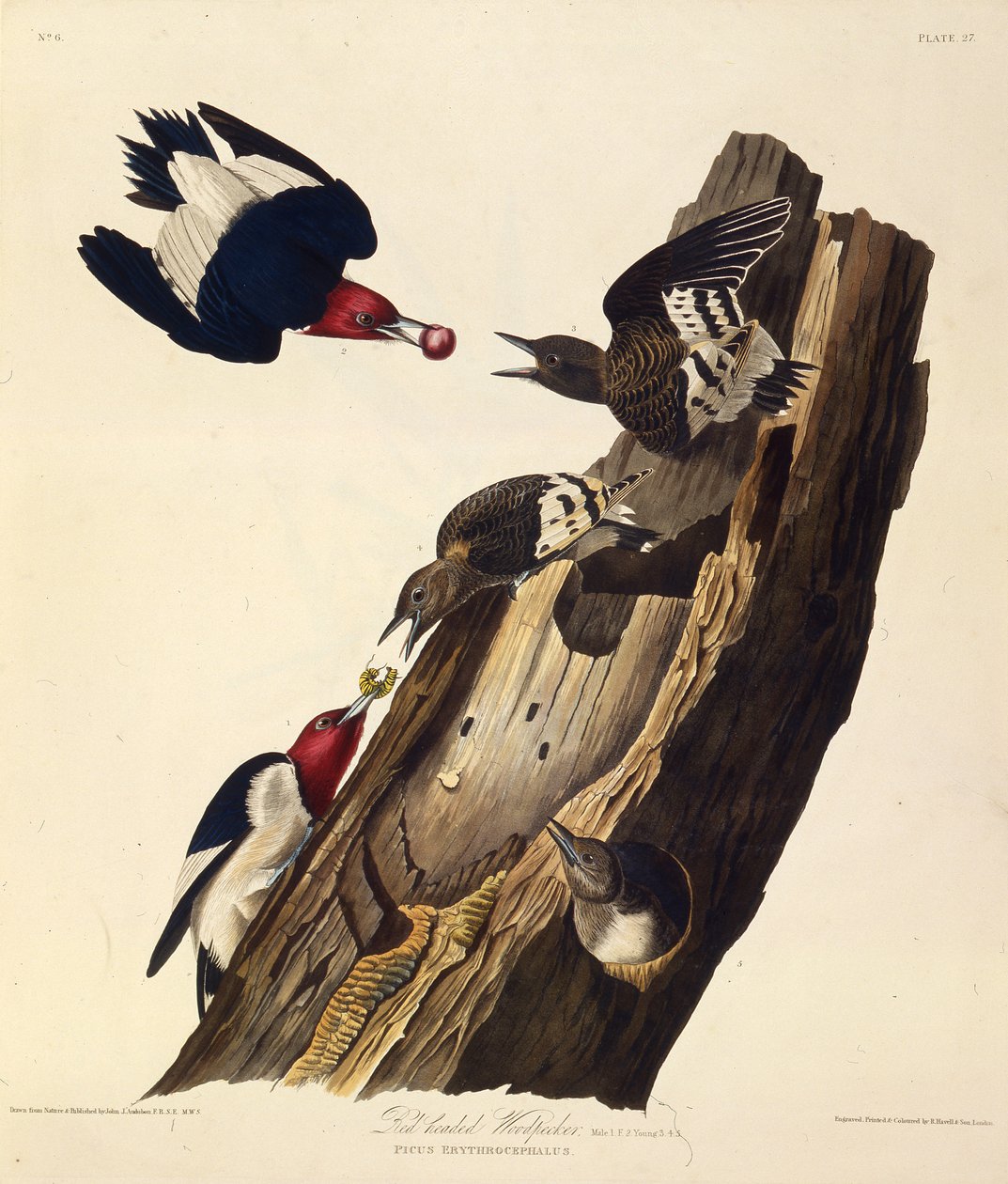 O pica-pau ruivo. Dos pássaros da América, 1827-1838. de John James Audubon