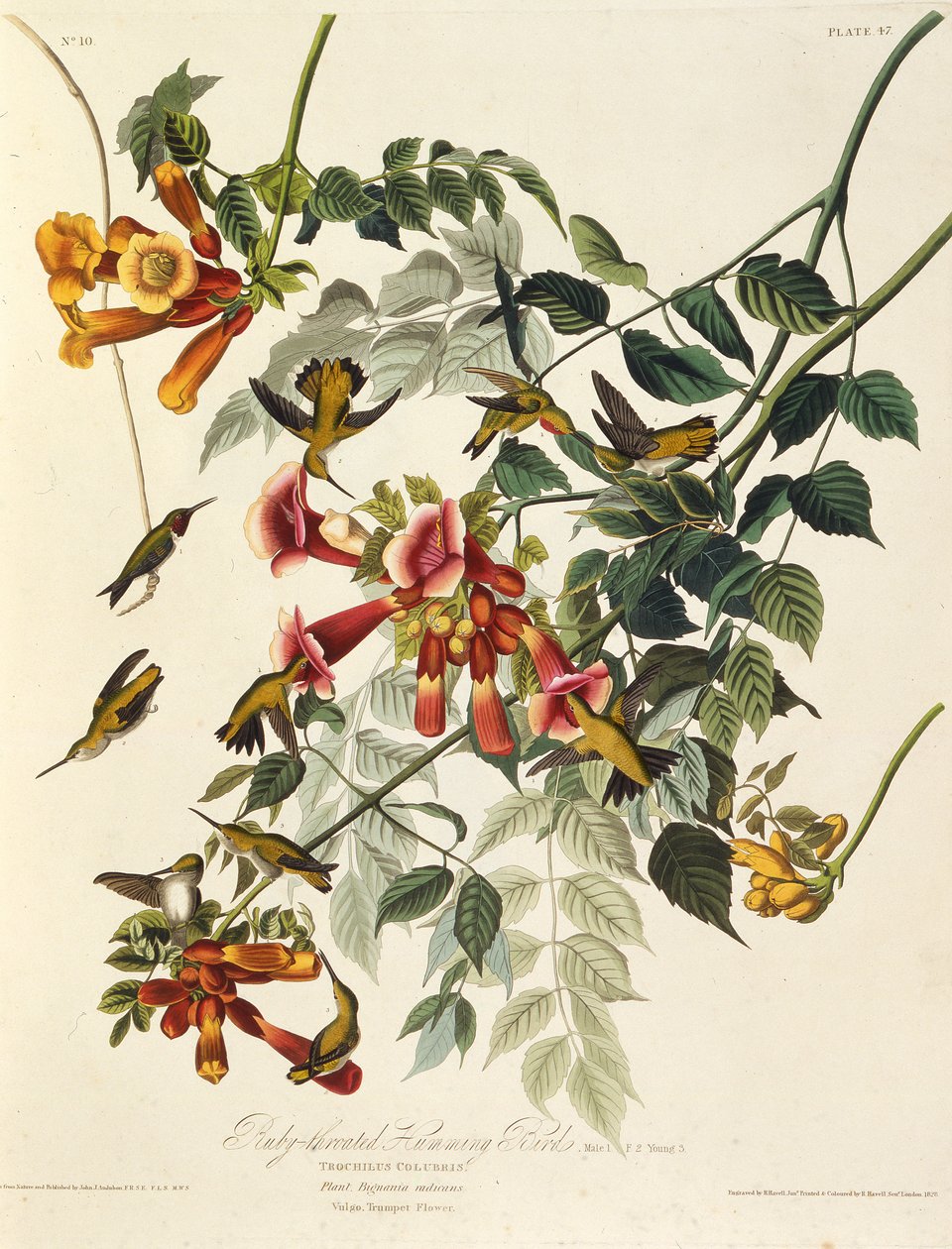 O beija-flor-de-garganta-rubi. Dos pássaros da América, 1827-1838. de John James Audubon