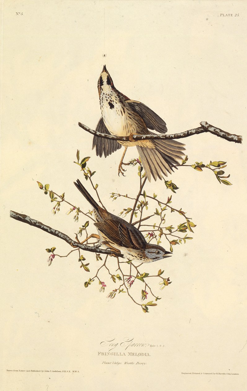 A canção pardal. Dos pássaros da América, 1827-1838. de John James Audubon