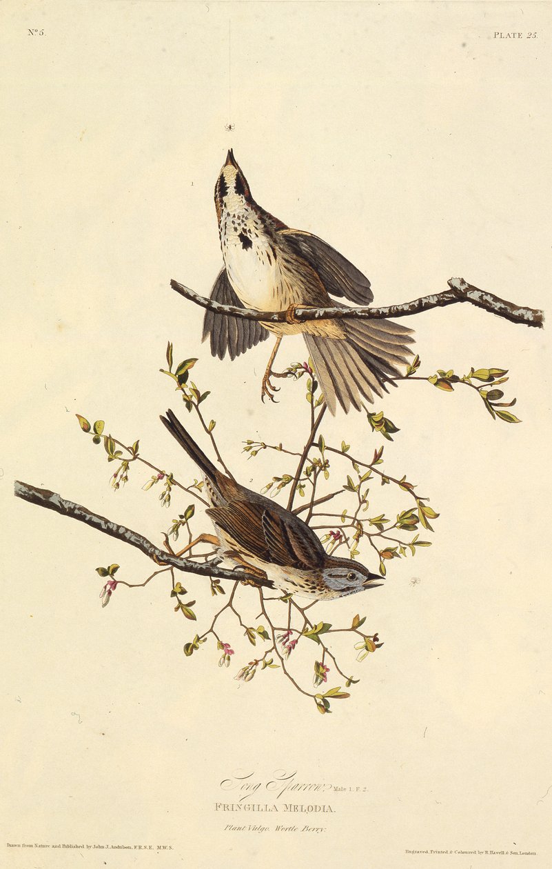 A canção pardal. Dos pássaros da América, 1827-1838. de John James Audubon