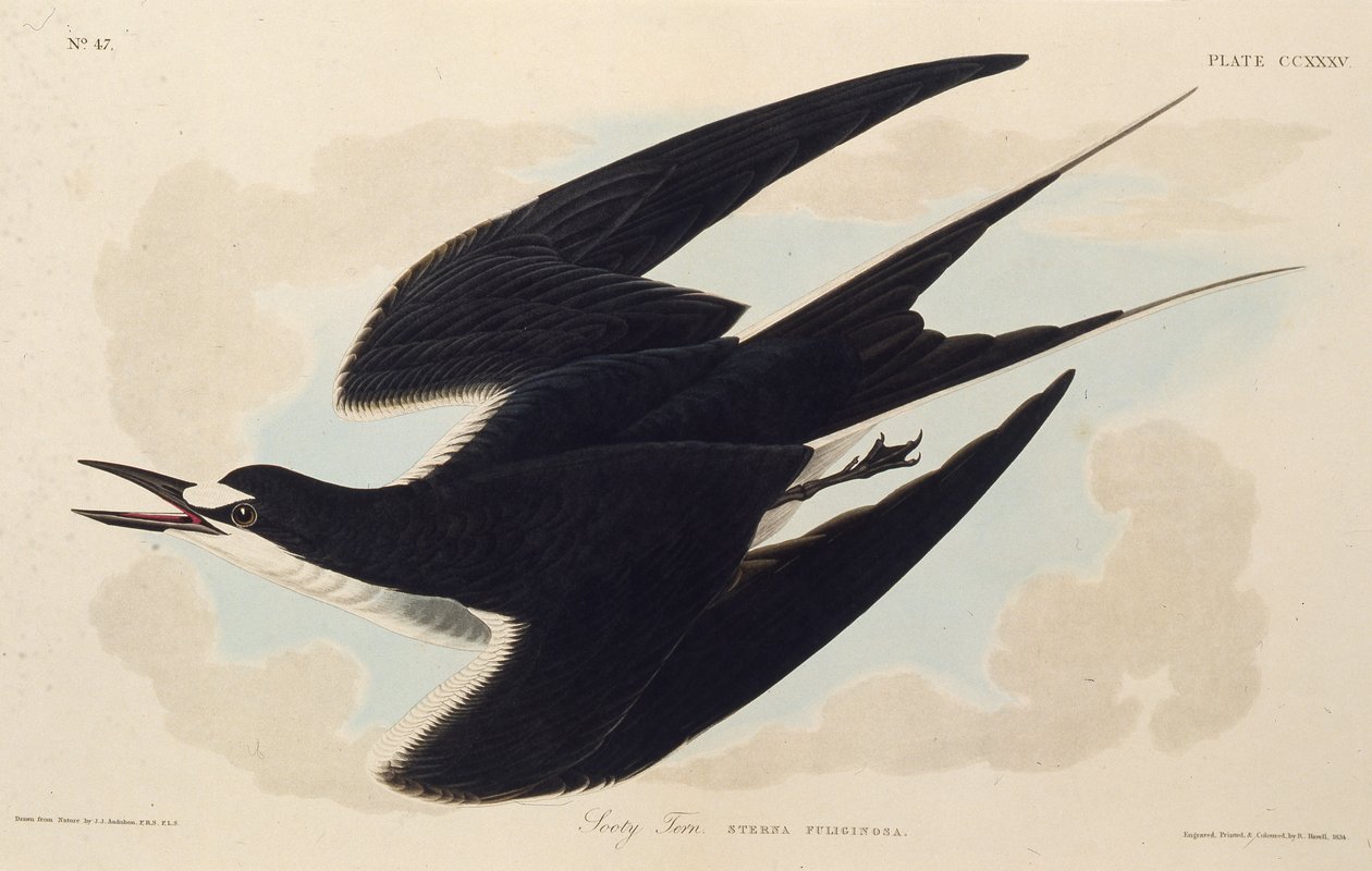 A andorinha-do-mar. Dos pássaros da América, 1827-1838. de John James Audubon