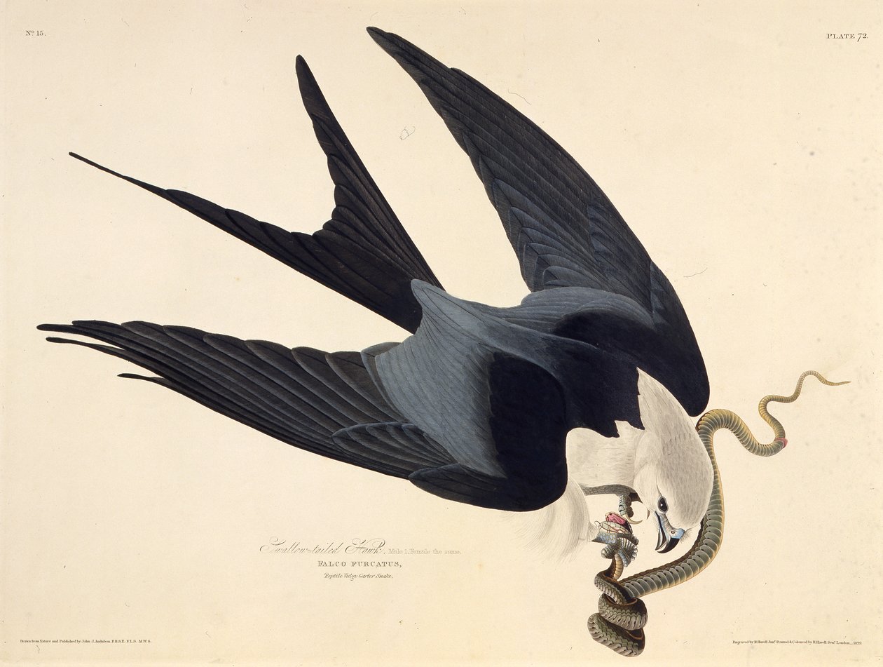 A pipa de cauda de andorinha. Dos pássaros da América, 1827-1838. de John James Audubon