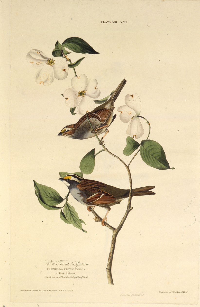 O pardal de garganta branca. Dos pássaros da América, 1827-1838. de John James Audubon