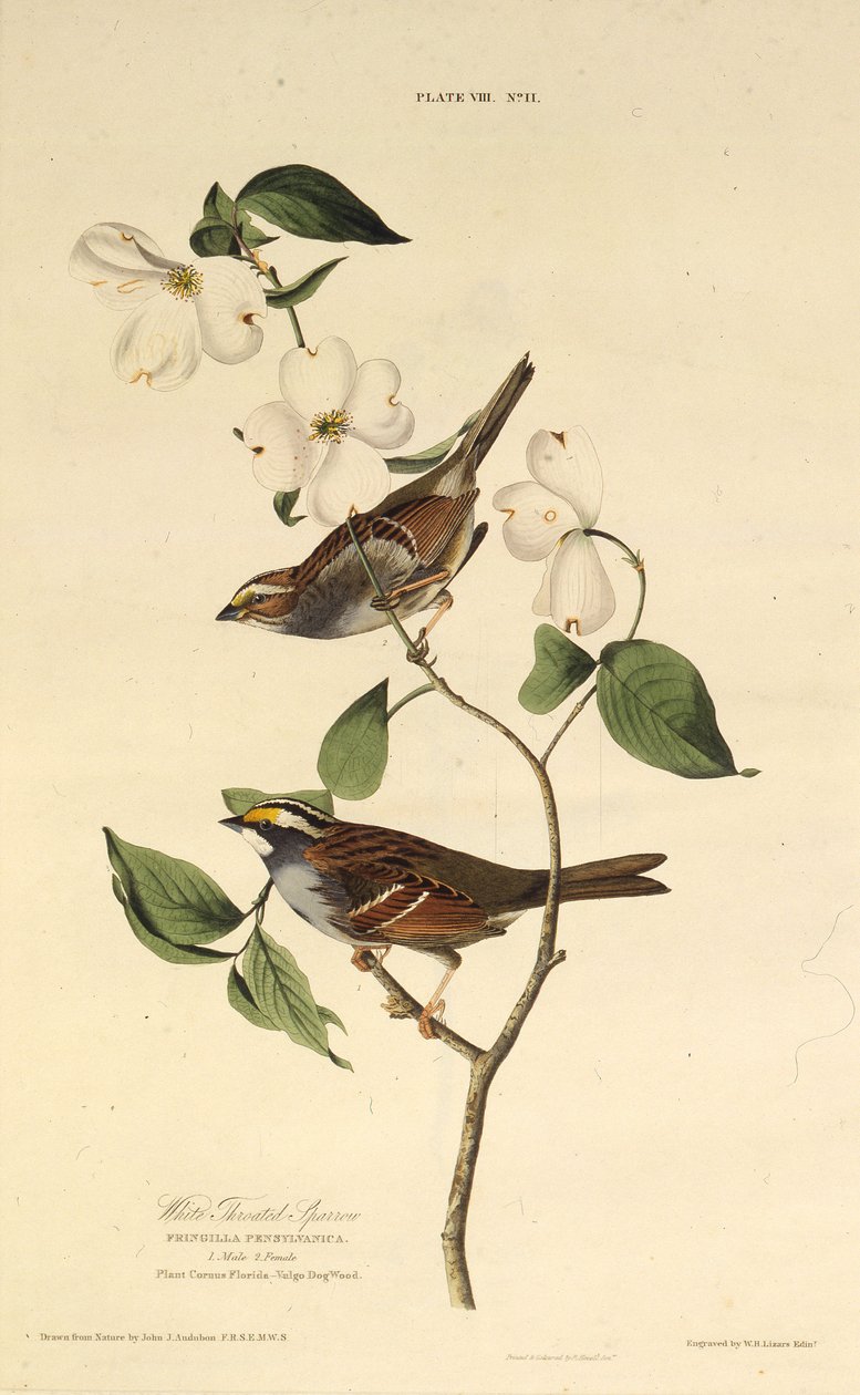 O pardal de garganta branca. Dos pássaros da América, 1827-1838. de John James Audubon