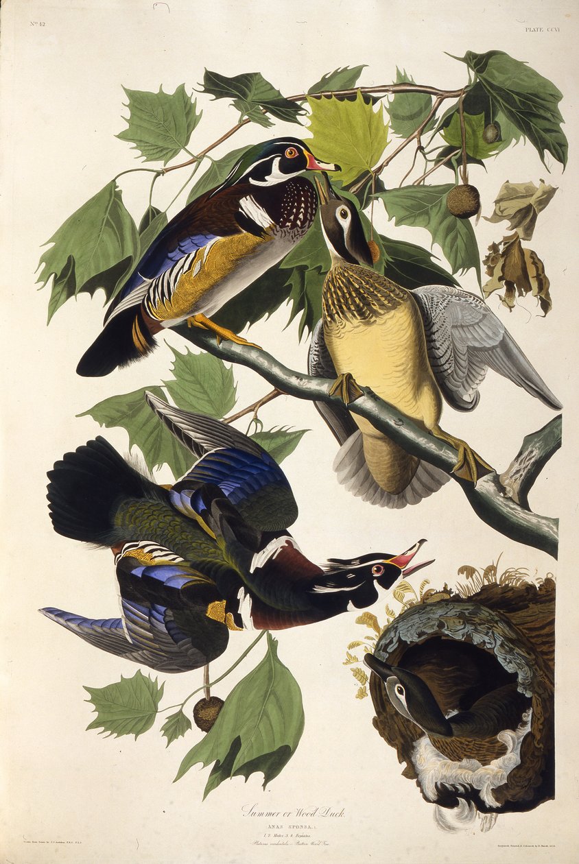 O pato da madeira. Dos pássaros da América, 1827-1838. de John James Audubon
